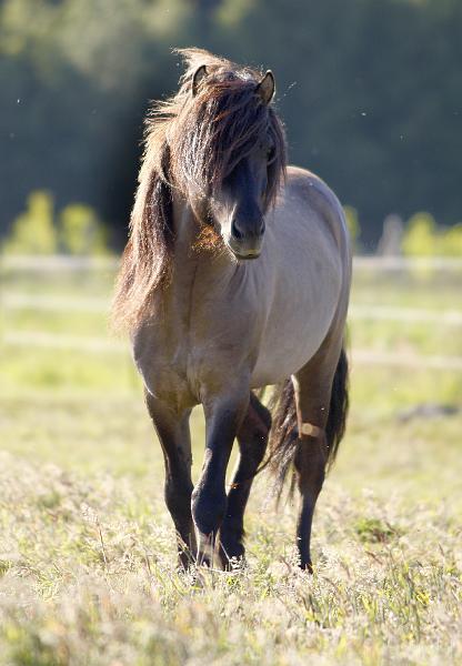 Kolgrimur von Heidmoor b.jpg
